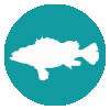 根魚五目